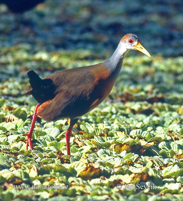 Grey-necked wood rail Greynecked WoodRail Pictures Greynecked WoodRail Images