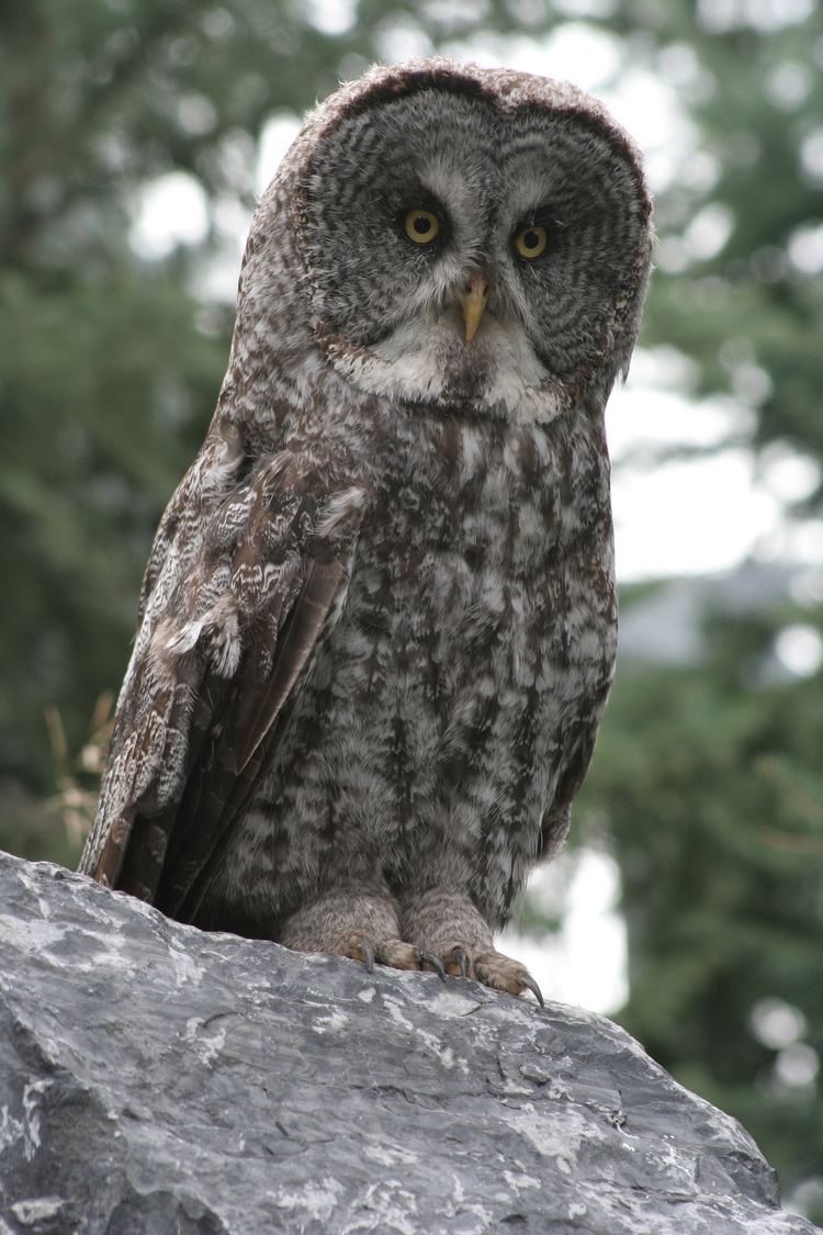 Grey Owl FileGreat Grey Owljpg Wikimedia Commons