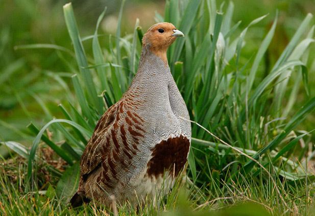 Grey partridge Conserving the Grey Partridge Conservation on the Holkham Estate