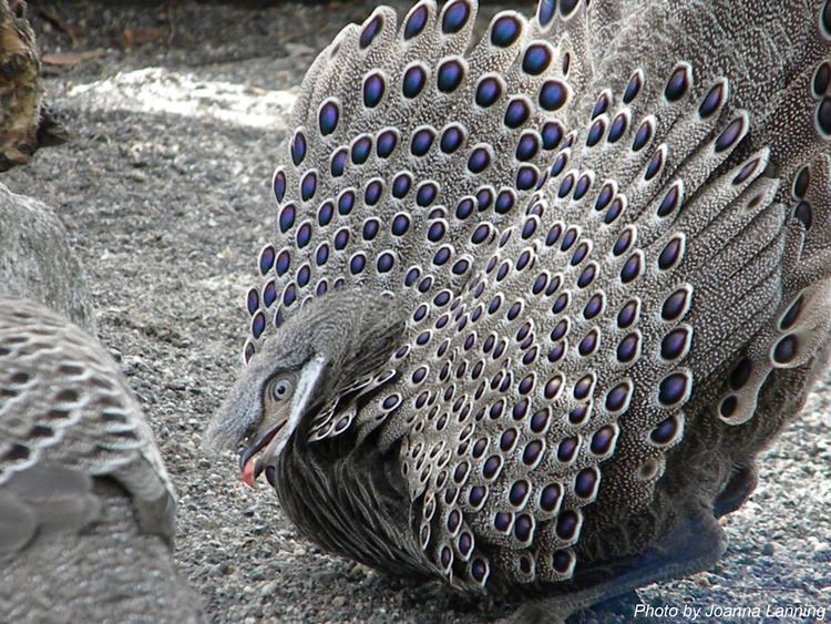 Grey peacock-pheasant httpsfriendsofpioneerparkaviaryfileswordpress