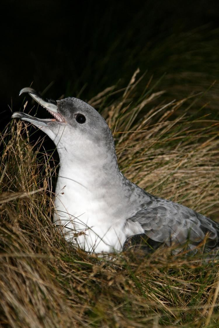 Grey petrel Grey petrel New Zealand Birds Online