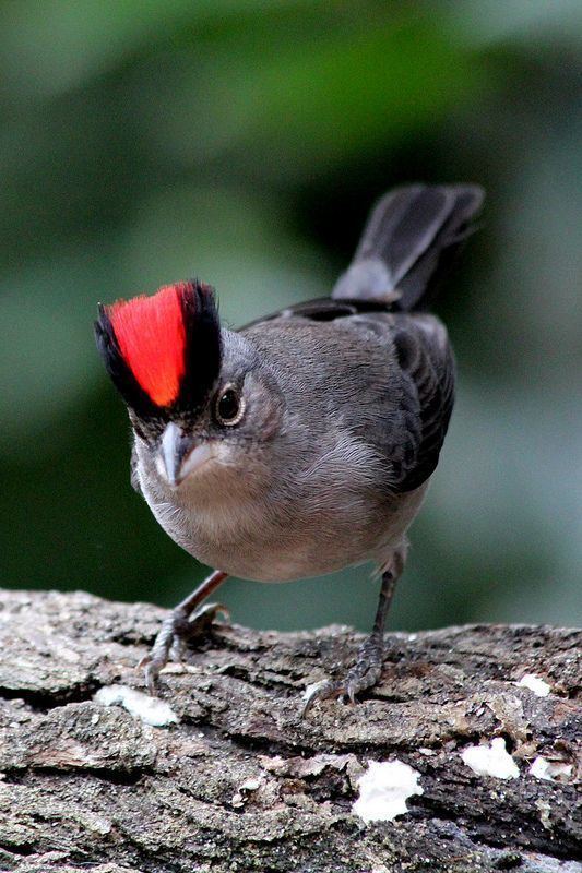 Grey pileated finch Pinterest The world39s catalog of ideas