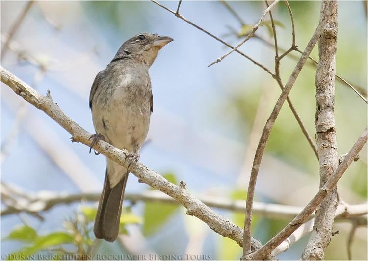 Grey pileated finch Pileated Finch Coryphospingus pileatus videos photos and sound