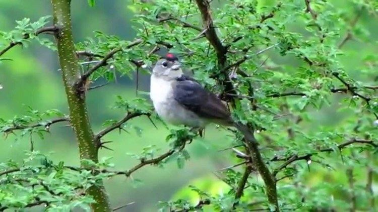 Grey pileated finch Grey Pileated Finch Coryphospingus pileatus magdalena valley Mana