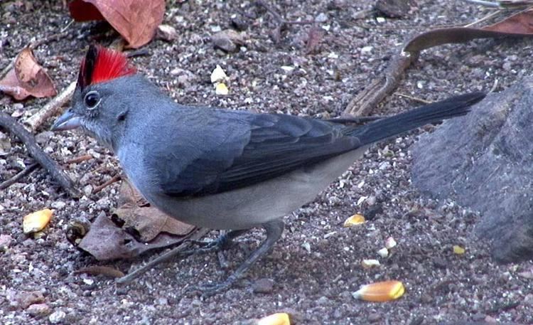 Grey pileated finch Pileated Finch Coryphospingus pileatus A male on the ground the