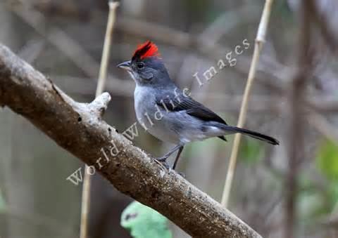 Grey pileated finch More on Coryphospingus pileatus Grey Pileated Finch