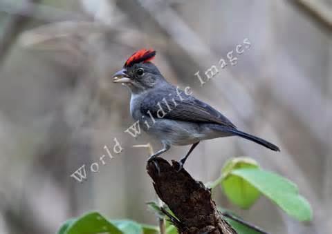 Grey pileated finch More on Coryphospingus pileatus Grey Pileated Finch