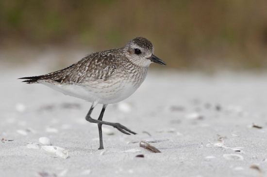 Grey plover Grey Plover BirdForum Opus