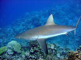 Grey reef shark Grey reef shark Wikipedia