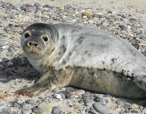 Grey seal Grey Seal Halichoerus Grypus Animals AZ Animals