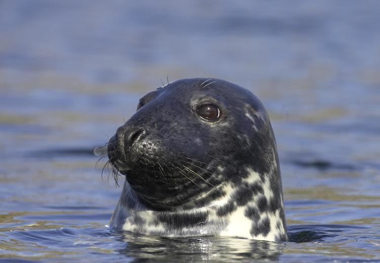 Grey seal Wild Scotland wildlife and adventure tourism Mammals Semi