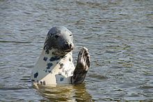 Grey seal Grey seal Wikipedia
