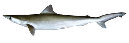 Grey sharpnose shark fishesofaustralianetauImagesImageRhizoprionod