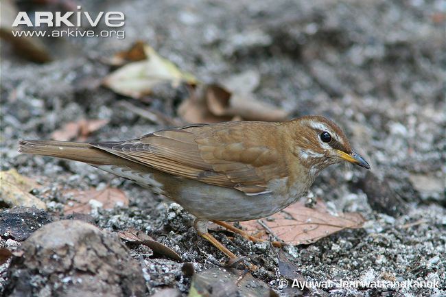 Grey-sided thrush Greysided thrush videos photos and facts Turdus feae ARKive