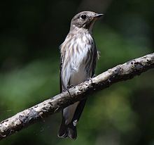 Grey-streaked flycatcher httpsuploadwikimediaorgwikipediacommonsthu