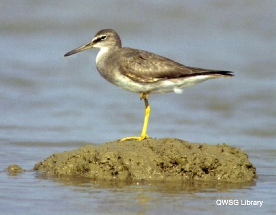 Grey-tailed tattler Queensland Wader Study Group Shorebird research and conservation