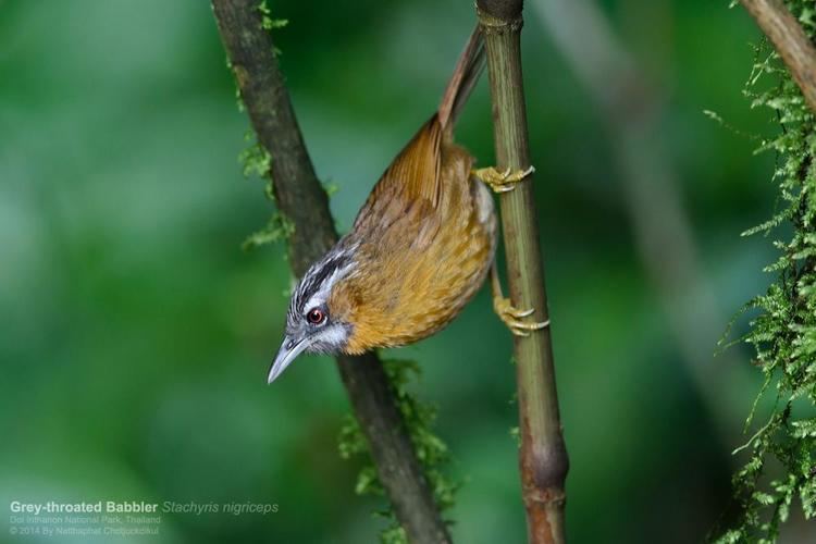 Grey-throated babbler Greythroated Babbler Stachyris nigriceps videos photos and sound