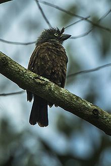 Grey-throated barbet httpsuploadwikimediaorgwikipediacommonsthu