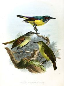 Grey-throated sunbird httpsuploadwikimediaorgwikipediacommonsthu