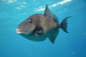 Grey triggerfish Triggerfish and Amberjack Seasons to Open in Gulf of Mexico