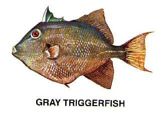 Grey triggerfish Grey Triggerfish Beaufort Online