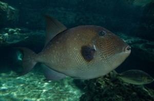 Grey triggerfish Grey Triggerfish Balistes Capriscus Cyprus Scuba Diving Holiday Blog