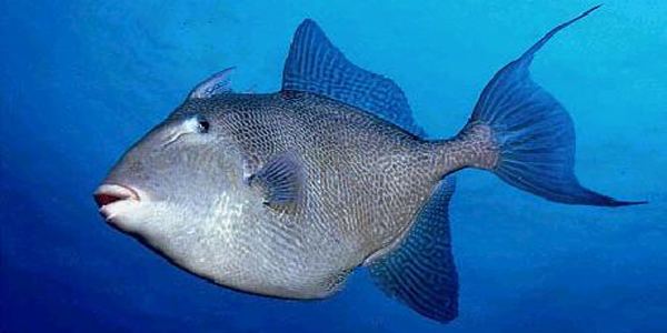 Grey triggerfish Destin Grey TriggerFish