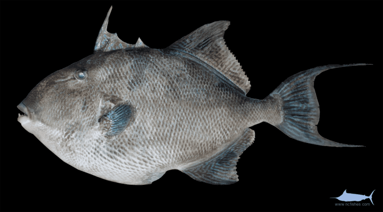 Grey triggerfish wwwncfishescomwpcontentuploads201406GreyT