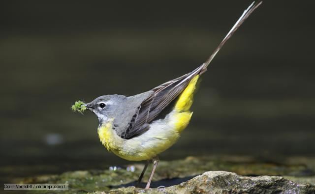 Grey wagtail BBC Nature Grey wagtail videos news and facts