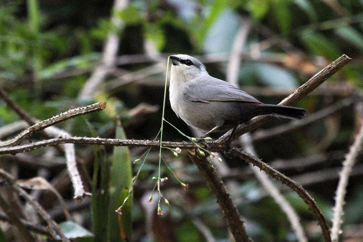 Grey waxbill Grey Waxbill Bird amp Wildlife Photography by Richard and Eileen Flack