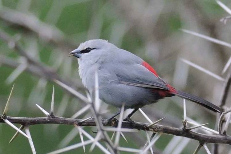 Grey waxbill Grey Waxbill