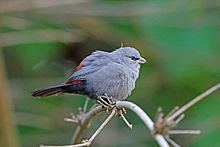 Grey waxbill Grey waxbill Wikipedia