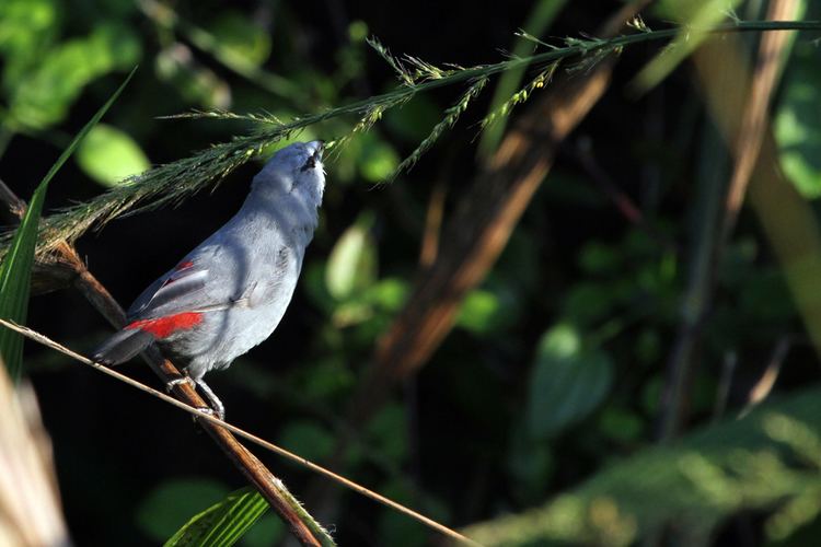 Grey waxbill Grey Waxbill Bird amp Wildlife Photography by Richard and Eileen Flack