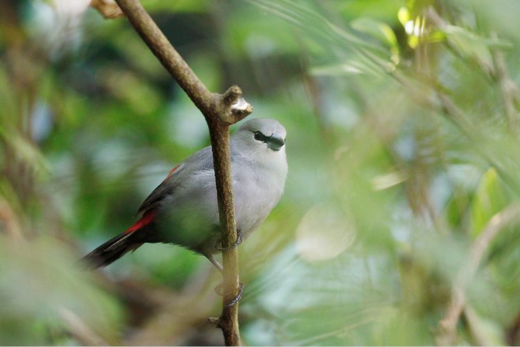 Grey waxbill Grey Waxbill Bird amp Wildlife Photography by Richard and Eileen Flack