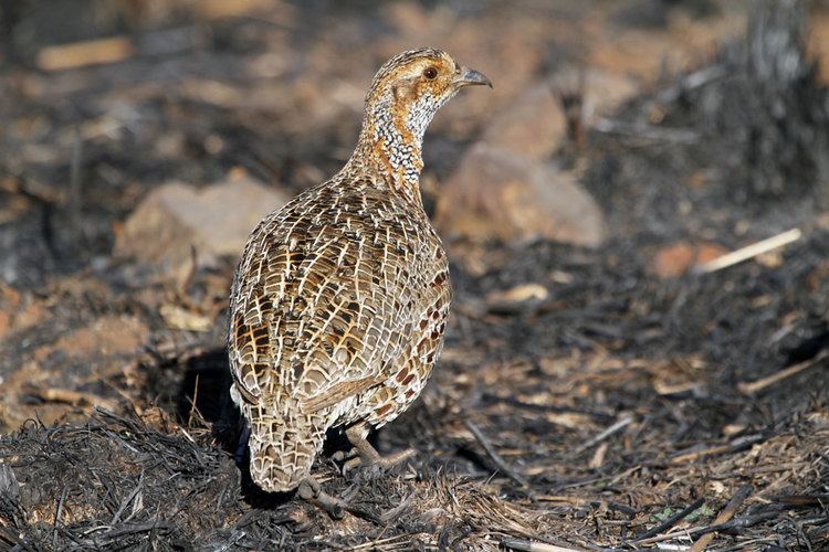 Grey-winged francolin Greywinged Francolin Bird amp Wildlife Photography by Richard and