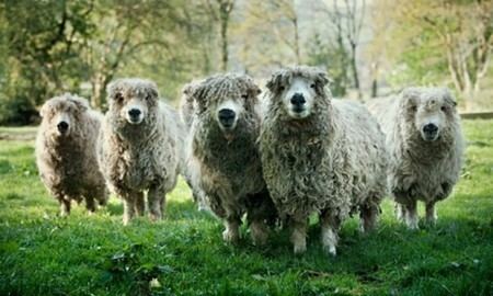 Greyface Dartmoor Sheep Breeds Greyface Dartmoor Plutonium Muffins