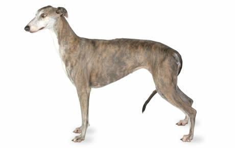 Greyhound Greyhound Dog Breed Information Pictures Characteristics amp Facts