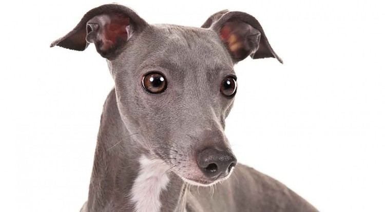 Greyhound Italian Greyhound History amp TrainingTemperament