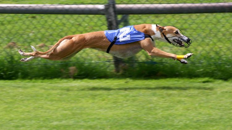 Greyhound Greyhound Wikipedia