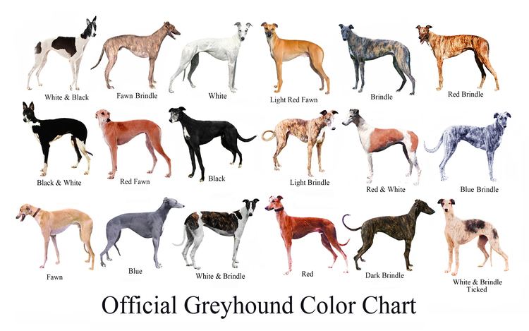 Greyhound The Greyhound Dog Brief History of the Breed The Happy Greyhound