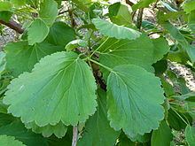 Greyia flanaganii httpsuploadwikimediaorgwikipediacommonsthu