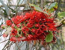 Greyia sutherlandii httpsuploadwikimediaorgwikipediacommonsthu