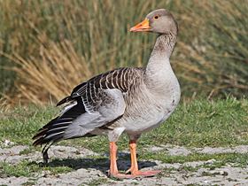 Greylag goose Greylag Goose gobirdingeu