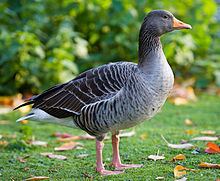 Greylag goose httpsuploadwikimediaorgwikipediacommonsthu