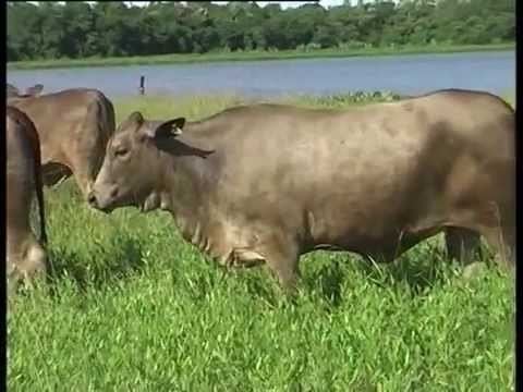 Greyman cattle Vaquillonas Senegrey y Greyman en Formosa YouTube