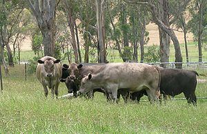 Greyman cattle httpsuploadwikimediaorgwikipediacommonsthu