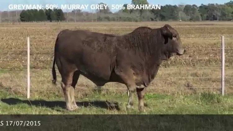 Greyman cattle VENTA GREYMAN X47 REMATE CABAAS FORMOSEAS 17072015 YouTube