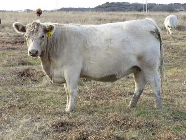 Greyman cattle Murray Greys CattleTodaycom