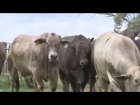 Greyman cattle Greyman Bulls YouTube