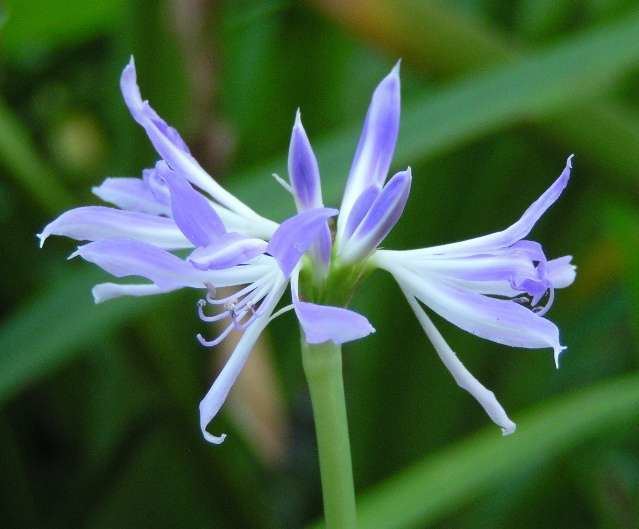 Griffinia Pacific Bulb Society Griffinia